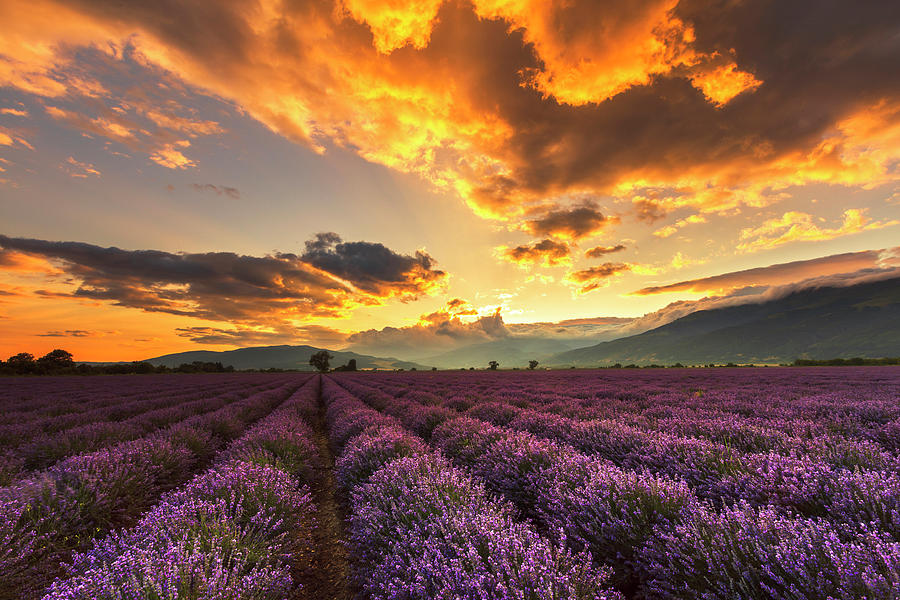 Lavender Sun Photograph by Evgeni Dinev
