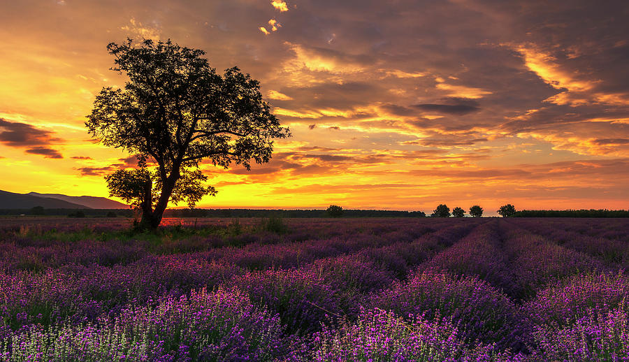 Summer Photograph - Lavender Sunrise by Evgeni Dinev