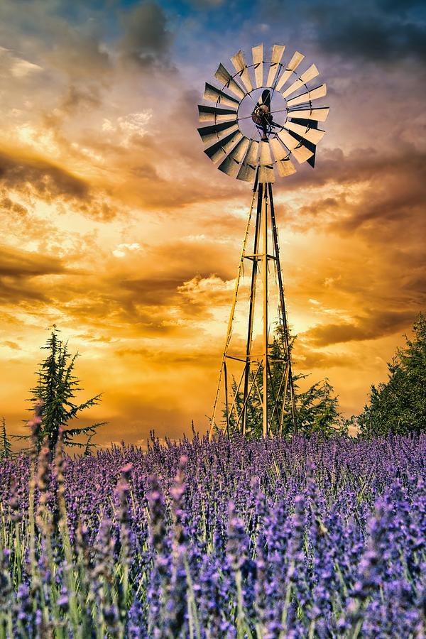 Lavender Sunset Photograph by Steph Gabler