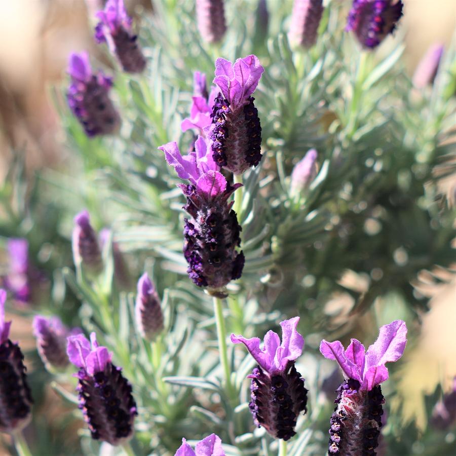 Lavender Suprise Photograph by Barbara Charles - Pixels