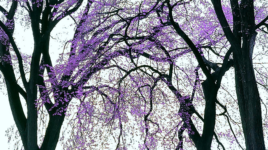 Lavender Trees 3.0 Photograph
