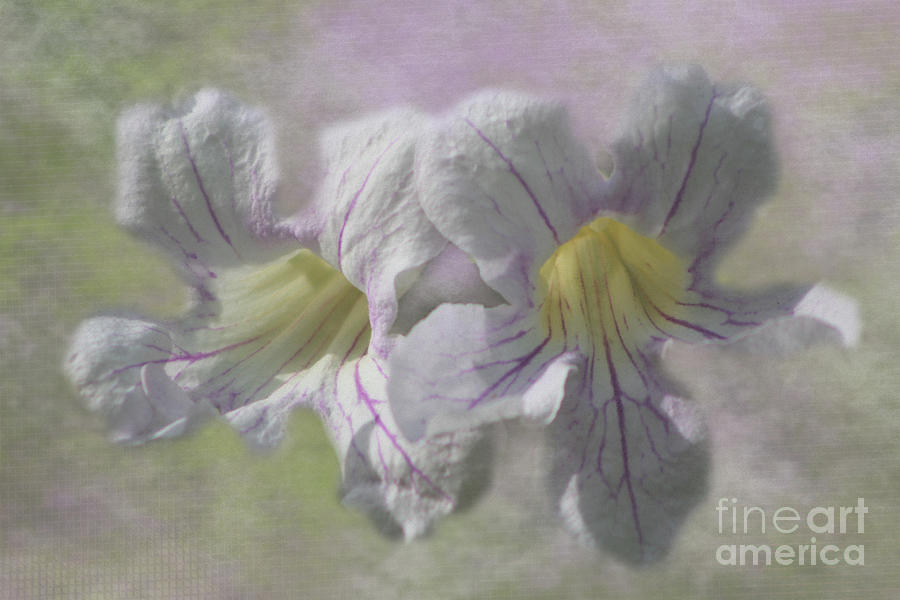 Lavender Trumpet Vine Flower Digital Art Photograph