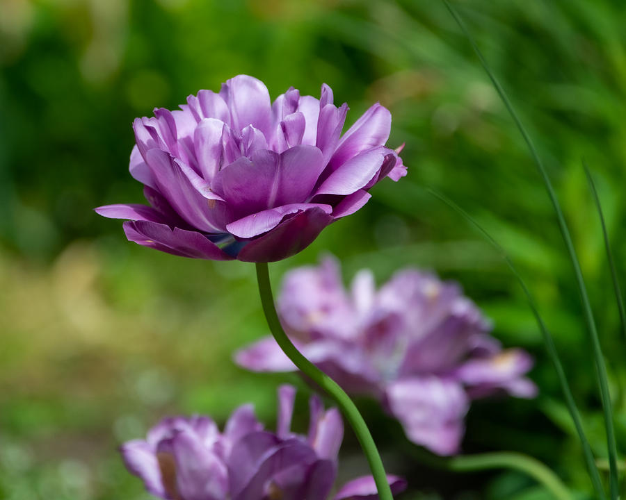 Lavender Tulip Ballgown Photograph by Linda Bonaccorsi