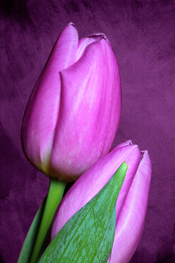 Lavender Tulips Photograph by Tom Mc Nemar