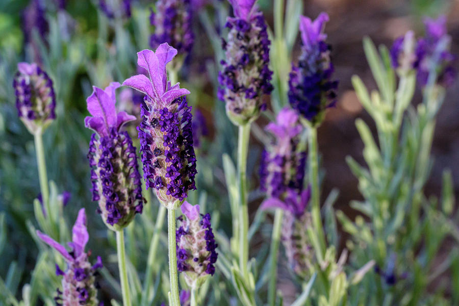 Lavender Up Close Photograph by Steve Templeton - Pixels