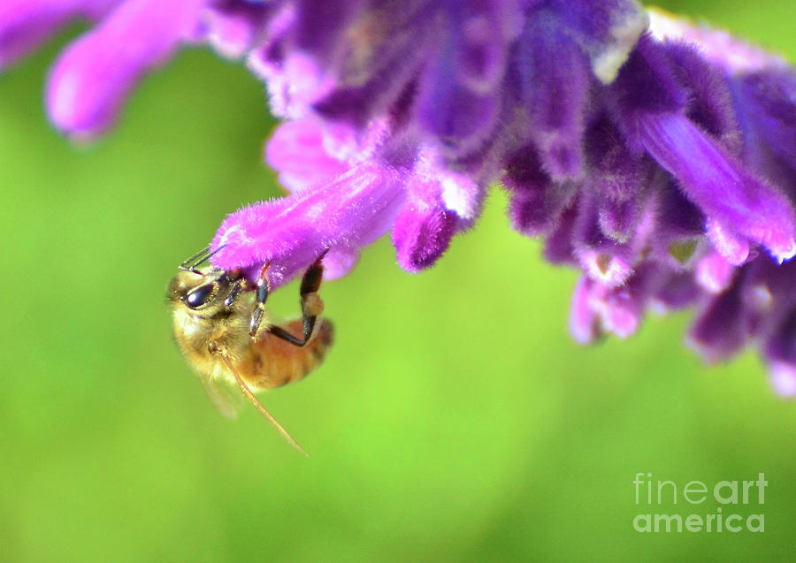 Lavender Visitor Photograph by Debby Pueschel