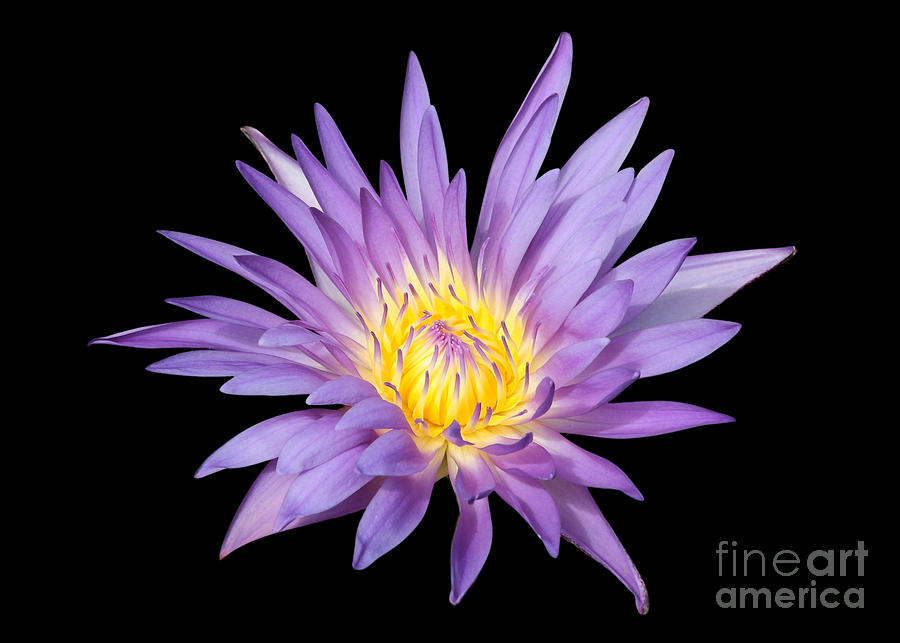 Lavender Water Lily  Photograph by Carol Groenen
