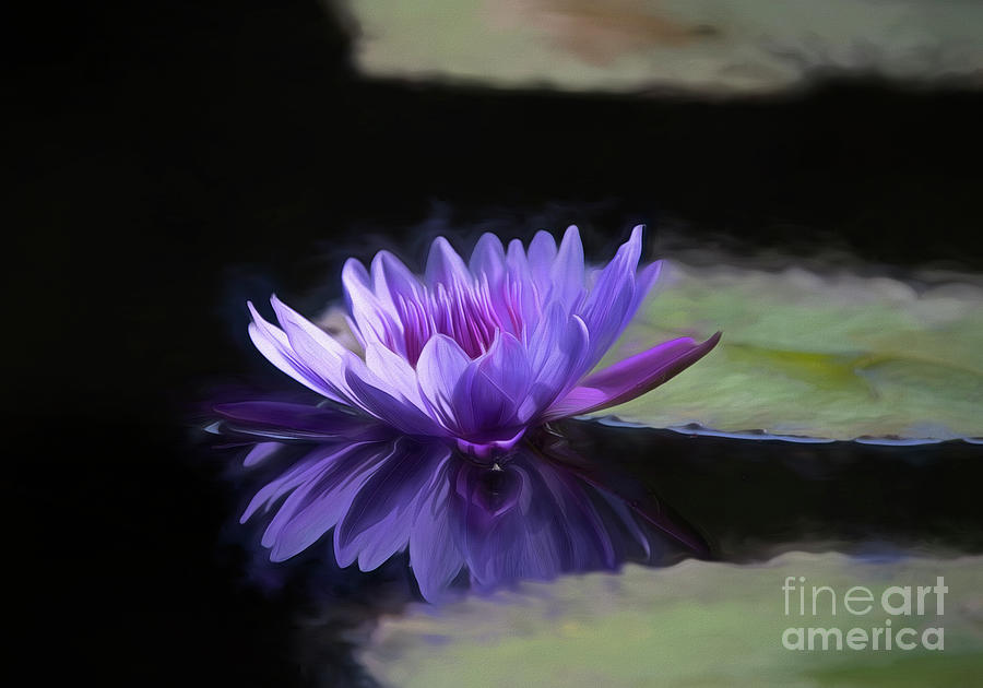 Lavender Waterlily Reflection Photograph by Kathy Baccari