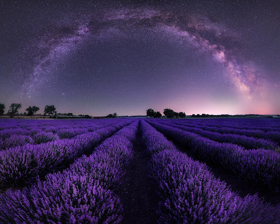 Lavender With Milky Way Photograph By Slavi Zayakov - Fine Art America