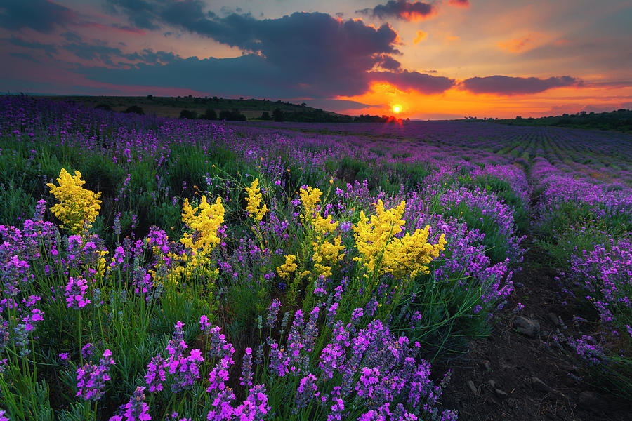 Lavenderscape Photograph by Evgeni Dinev