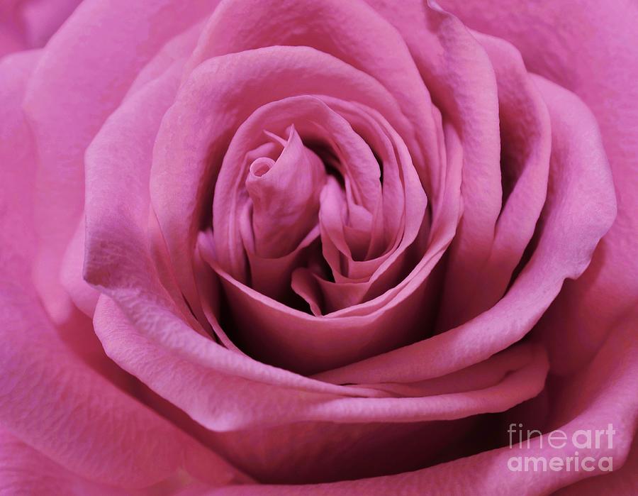 Lavish Layers of a Rose Photograph by Janet Marie