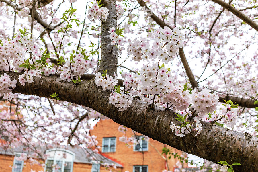 Law School Cherry Blossoms Photograph by Rachel Morrison