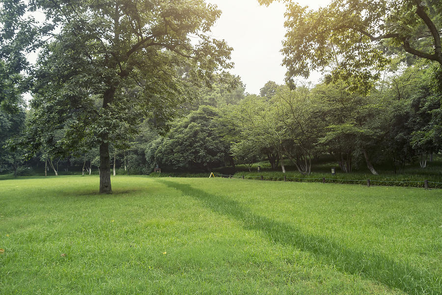 Lawn and trees in the park Photograph by Lingqi Xie