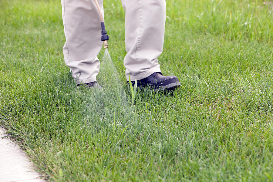 Lawn Care Worker Sprays Crabgrass Photograph by BanksPhotos