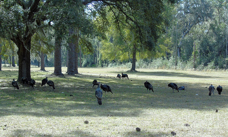 Lawn Full Of Turkeys Photograph by D Hackett