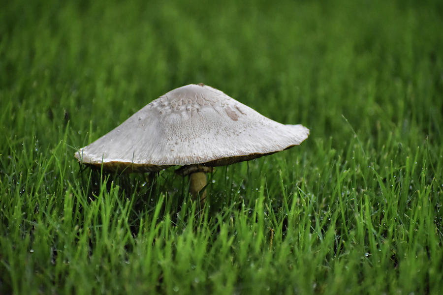 Lawn Mushroom Photograph by Kathy K McClellan