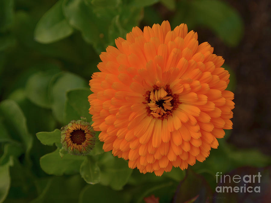 Layered Calendula Perfection Photograph by Debby Pueschel