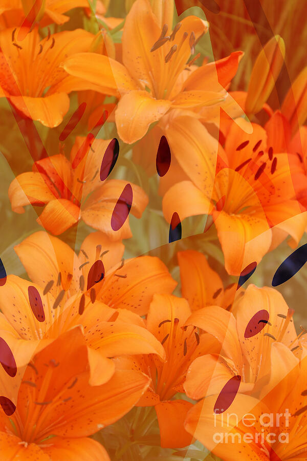 Layered Orange Lilies Mixed Media by Carol Groenen