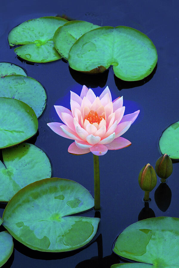 Layering Lotus  Photograph by Jessica Jenney