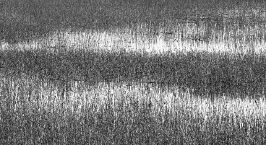 Marsh Grass Abstract #1 Photograph by Bill Chambers