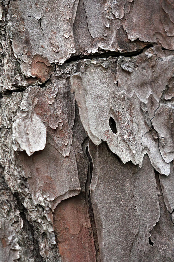 Layers Of Bark Photograph by Jennifer Robin