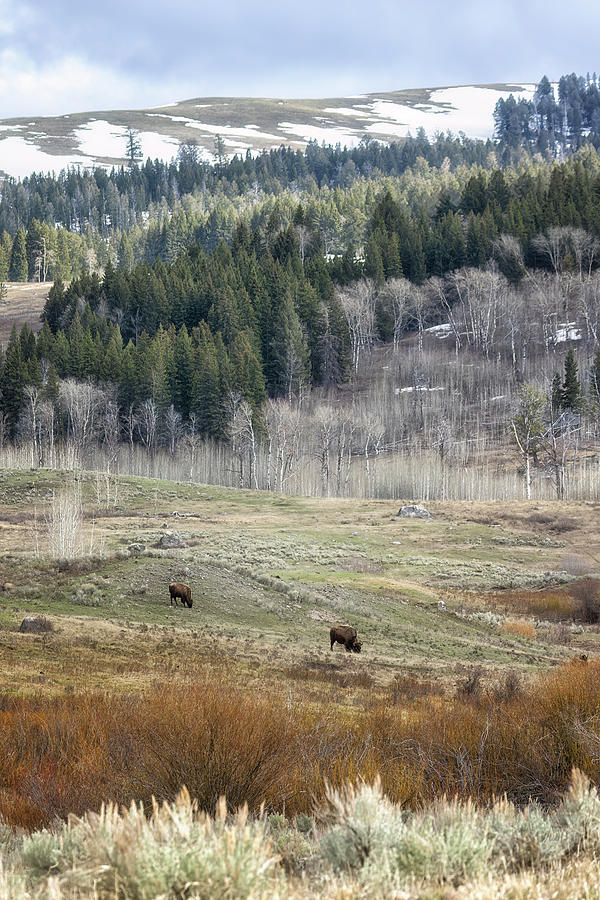 Layers Of Color In A Lamar Valley Scene Photograph