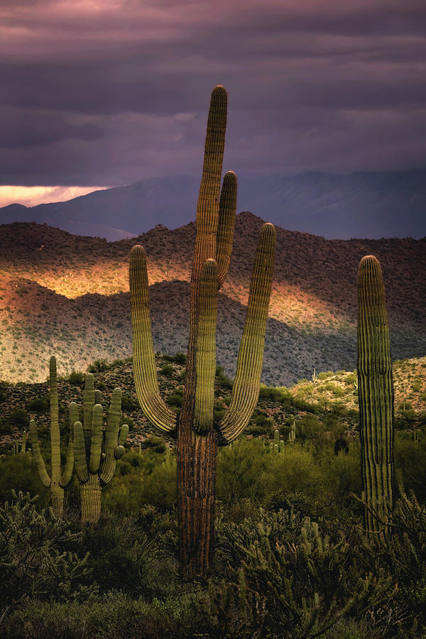 Layers Of The Sonoran Photograph by Saija Lehtonen - Fine Art America