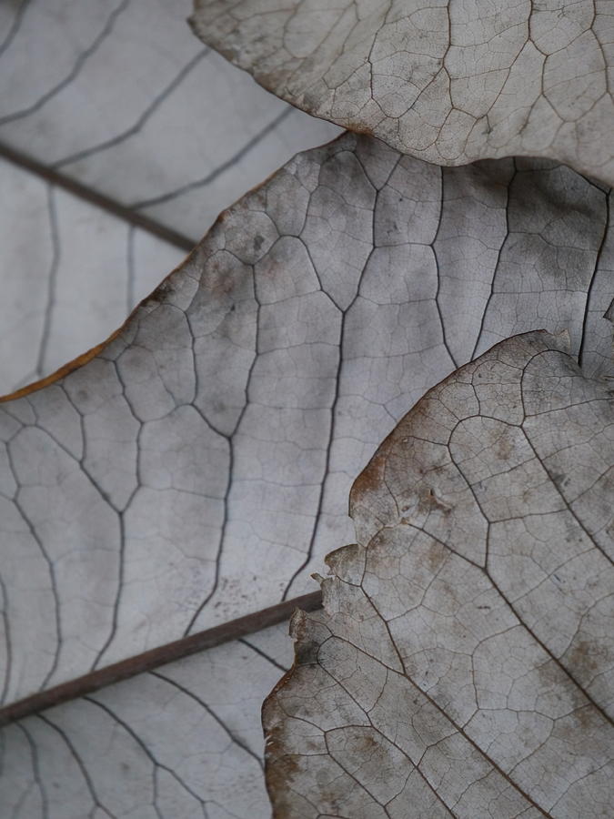 Layersof Leaves Photograph by Jane Ford