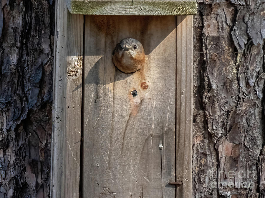 Laying an Egg Photograph by Bo Matthews - Fine Art America