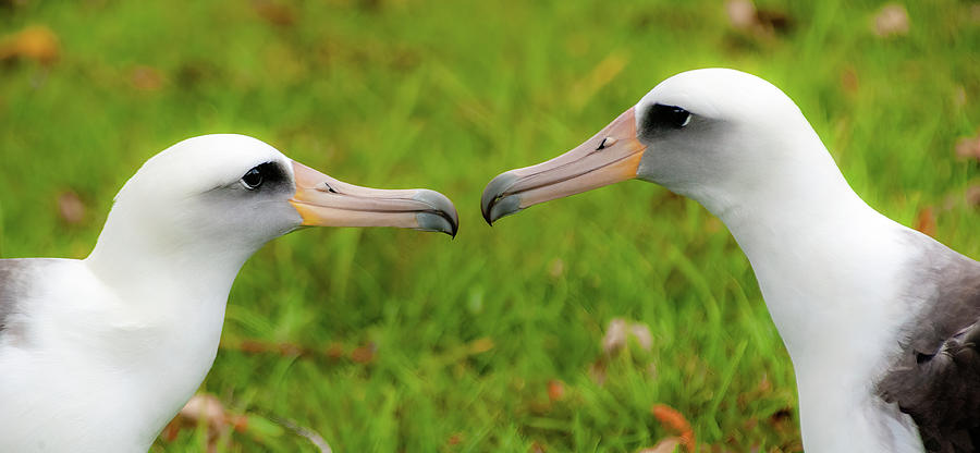 Laysan Albatross, adult stuff. Photograph by Doug Davidson
