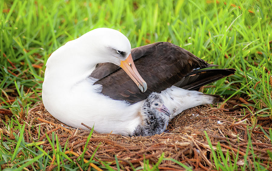 Laysan Albatross and Chick. Photograph by Doug Davidson