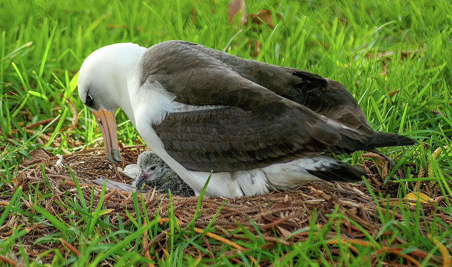 Laysan Albatross and Chick II. Photograph by Doug Davidson