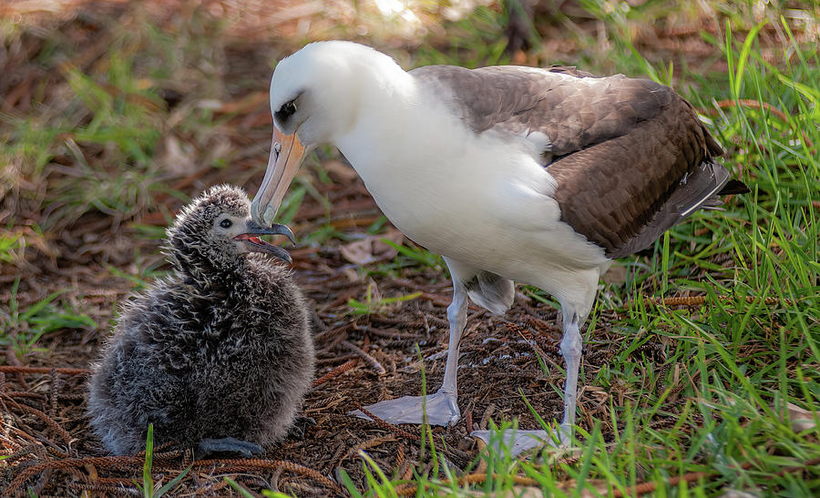 Laysan Albatross and Chick IX. Photograph by Doug Davidson