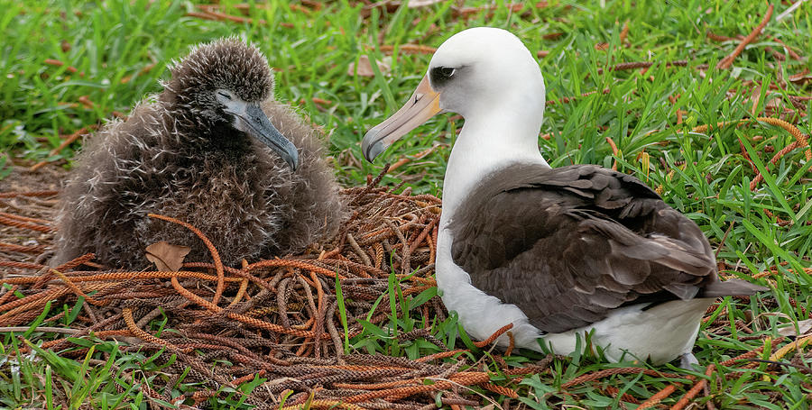 Laysan Albatross and Chick VI. Photograph by Doug Davidson
