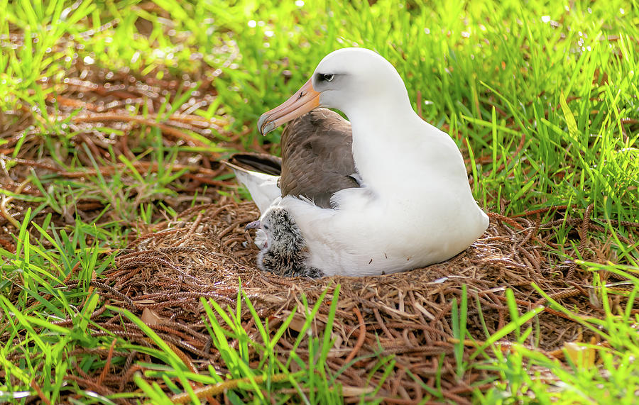 Laysan Albatross and Chick VII. Photograph by Doug Davidson