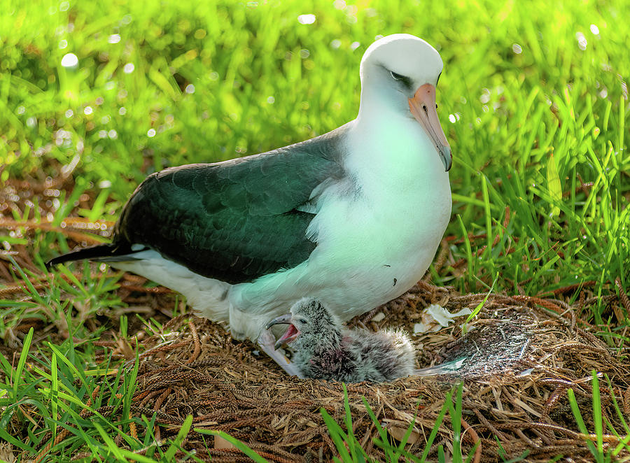 Laysan Albatross and Chick X. Photograph by Doug Davidson