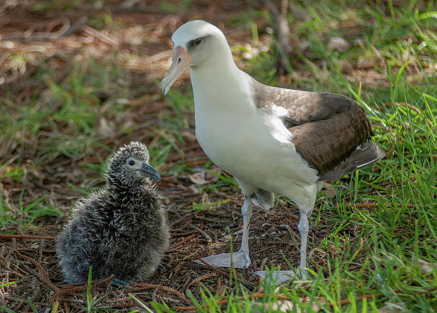 Laysan Albatross and Chick XII. Photograph by Doug Davidson