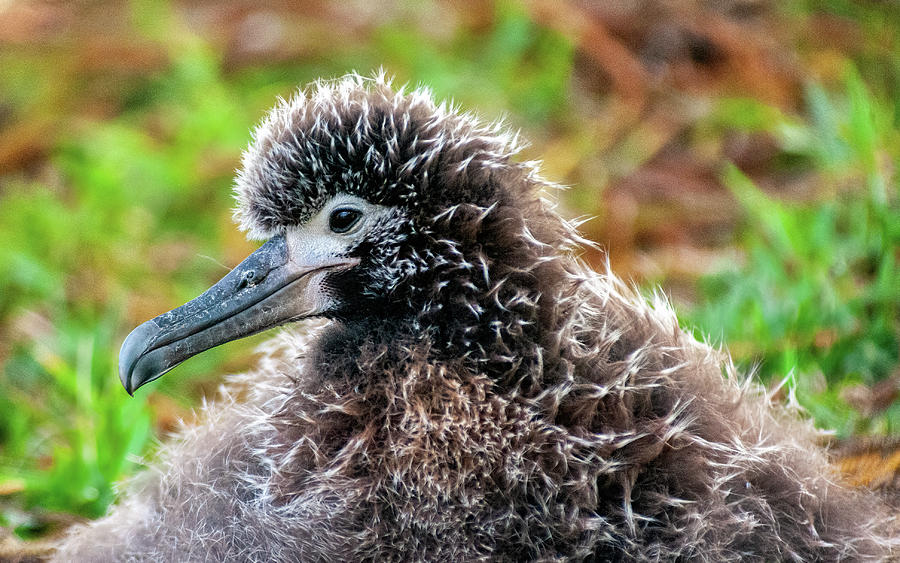 Laysan Albatross Chick II. Photograph by Doug Davidson