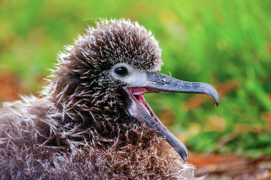 Laysan Albatross Chick III. Photograph by Doug Davidson