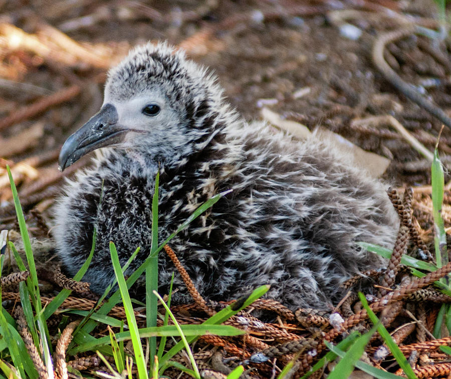 Laysan Albatross Chick IV. Photograph by Doug Davidson