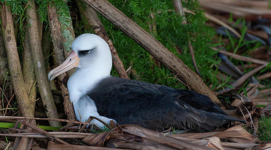 Laysan Albatross. Photograph by Doug Davidson