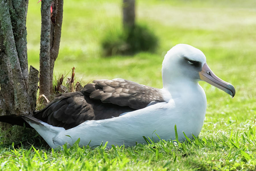 Laysan Albatross in Princeville Photograph by Belinda Greb