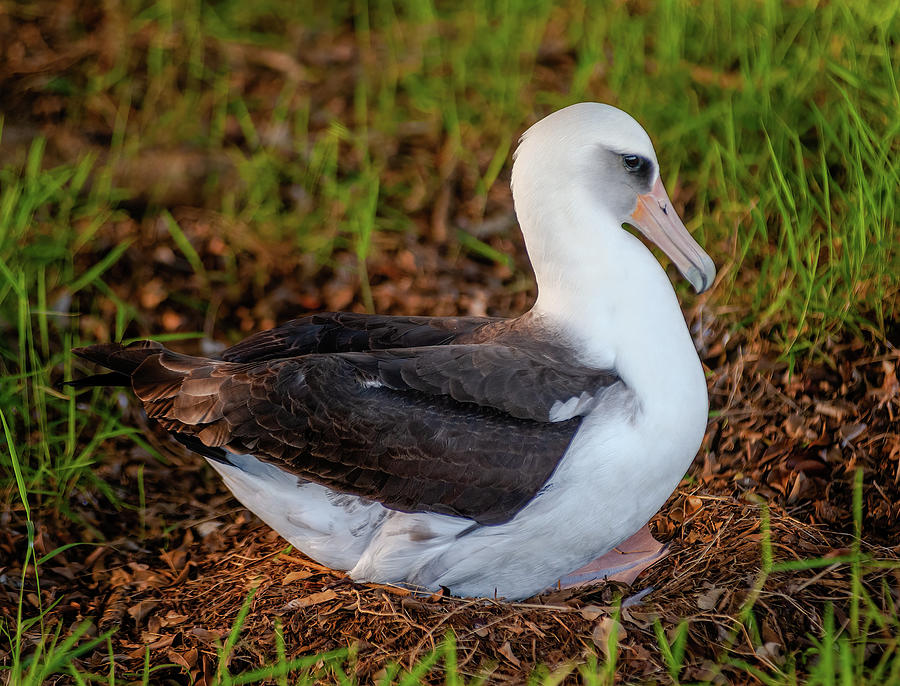 Laysan Albatross Nesting.  Photograph by Doug Davidson