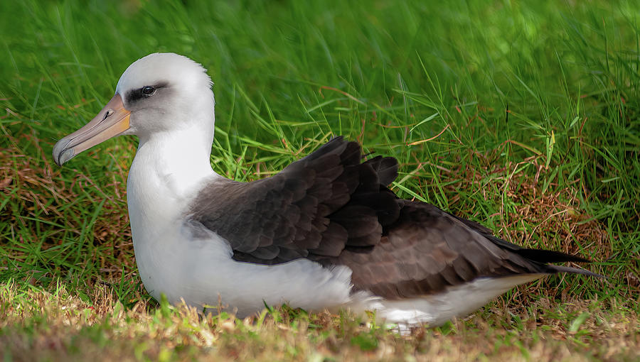 Laysan Albatross Nesting II. Photograph by Doug Davidson