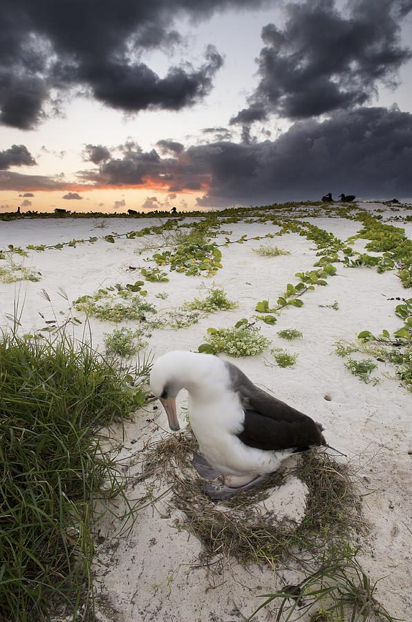 Laysan Albatross (Phoebastria immutabilis), nesting on a dune with beach Morning Glory and bunch grasses, Midway Atoll, Northwestern Hawaiian Islands Photograph by Enrique Aguirre Aves