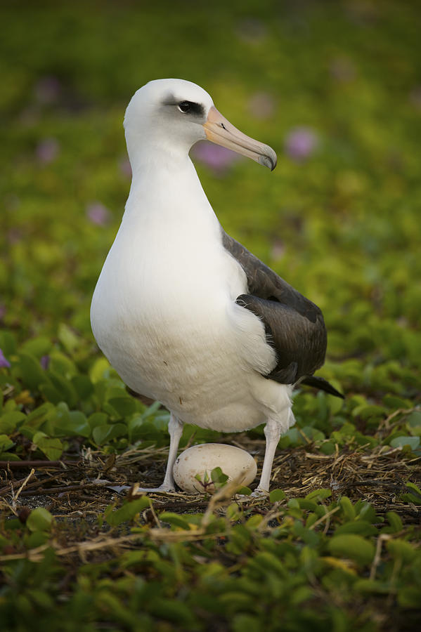 Laysan Albatross (Phoebastria immutabilis) standing over egg in beach Morning Glory, Midway Atoll, Northwestern Hawaiian Islands Photograph by Enrique Aguirre Aves