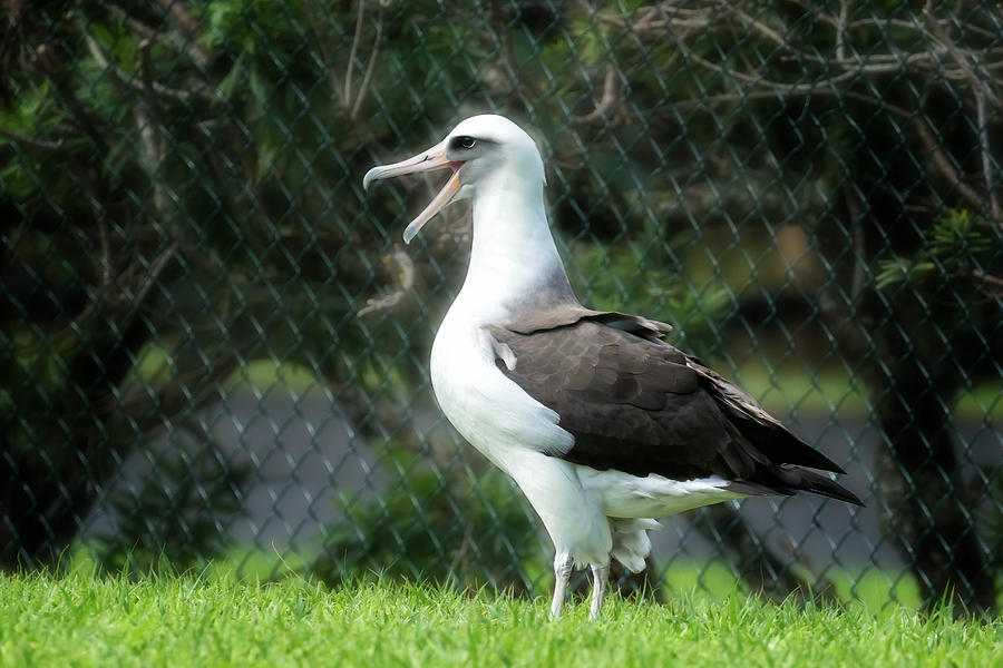Laysan Albatross Vocalizing Photograph by Belinda Greb