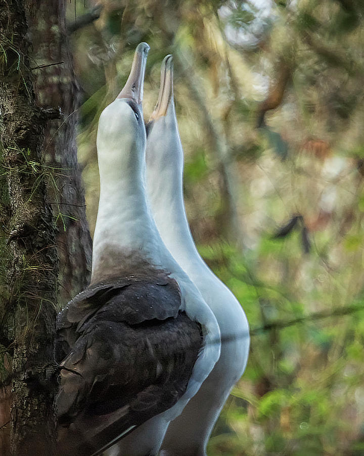 Laysan Albatrosses in Love Photograph by Belinda Greb