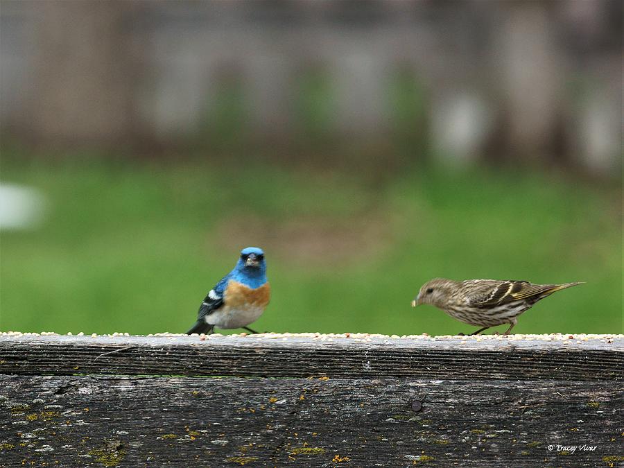 Lazuli Bunting, Am I Overdressed?  Photograph by Tracey Vivar