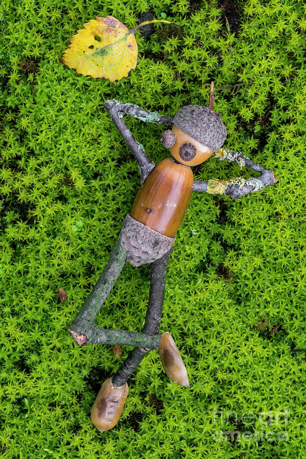 Lazy Acorn Man Photograph by Arterra Picture Library